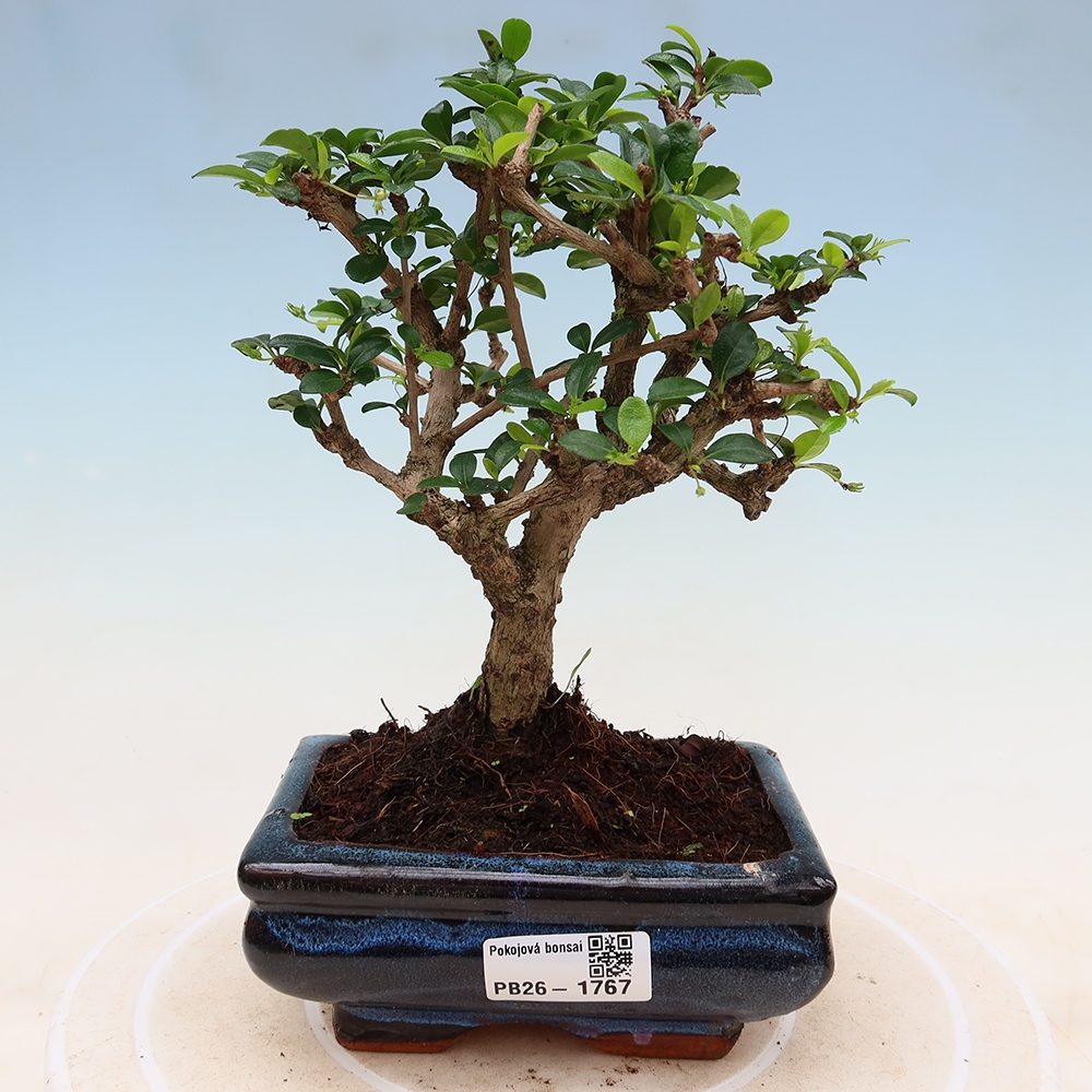 Bonsai pokojowe - Carmona macrophylla - Tea fuki