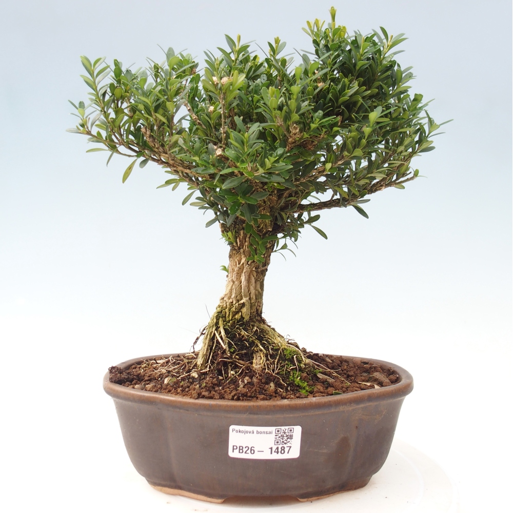 Pokój bonsai - Buxus harlandii - buxus korkowy