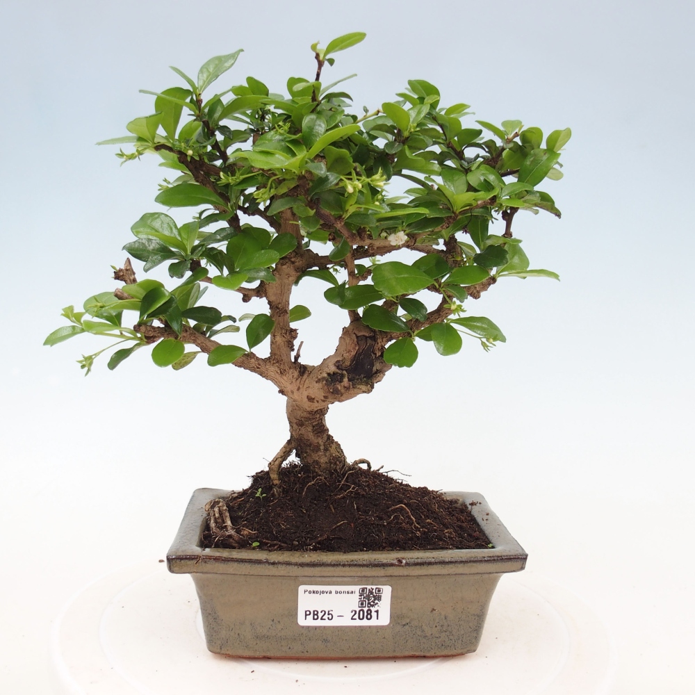 Bonsai wewnętrzne - Carmona makrophylla - Herbata Fuki