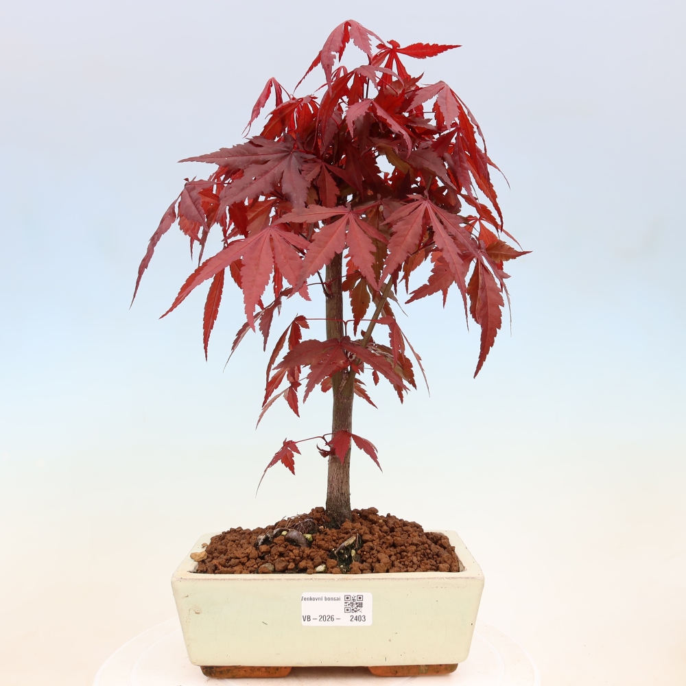 Bonsai na zewnątrz - Palma Acer. Atropurpureum-Javor palmate