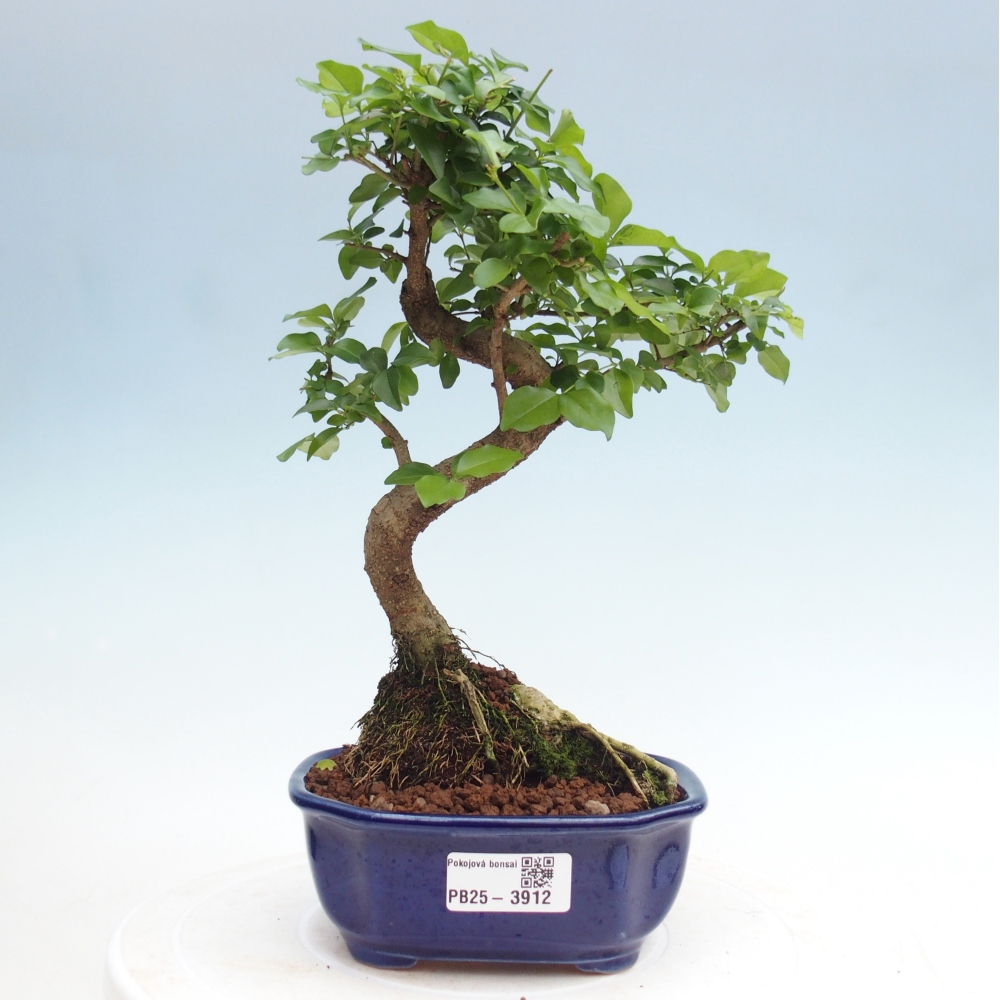 Pokój bonsai - Ligustrum chinensis - Dziób ptaka