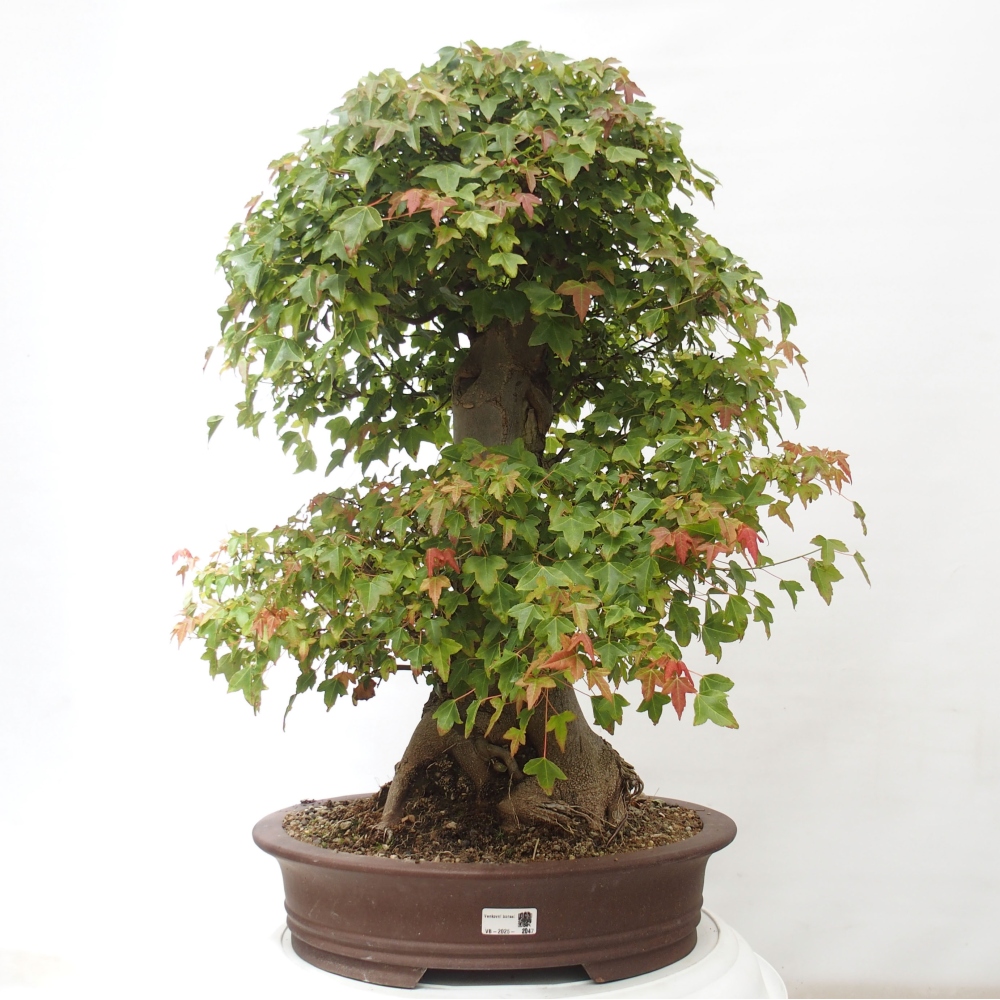 Outdoor bonsai - Maple Buergerianum - Burger Maple