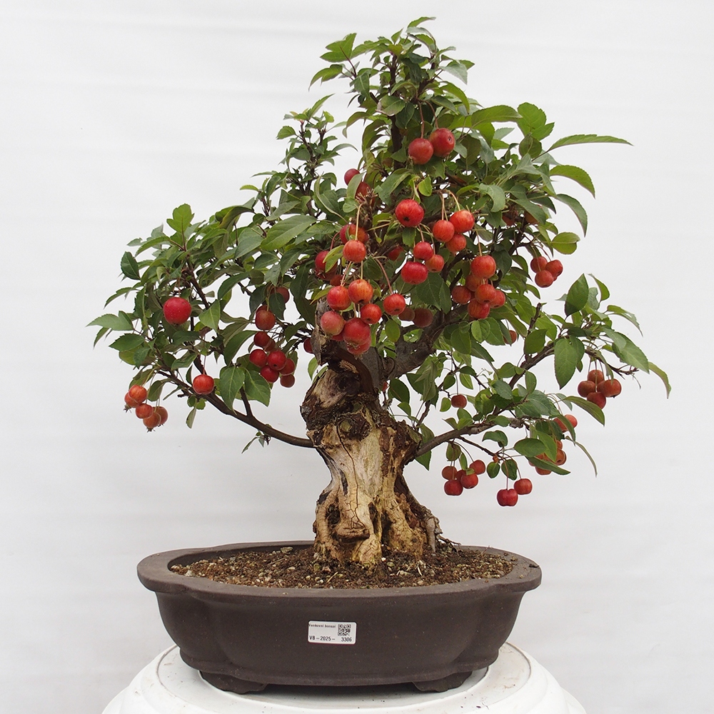 Bonsai plenerowe - Malus Halliana - Jabłoń drobnoowocowa