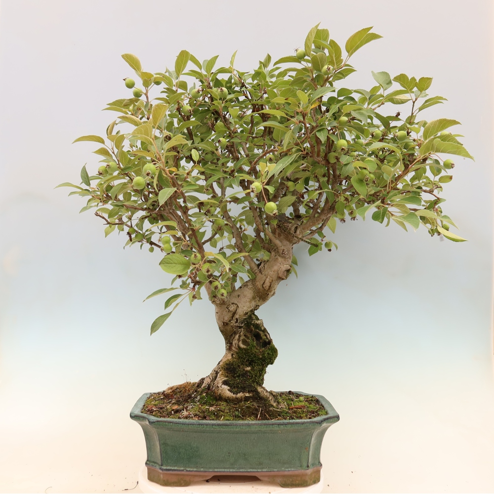 Outdoor bonsai - Malus halliana - Jabłoń drobnoowocowa