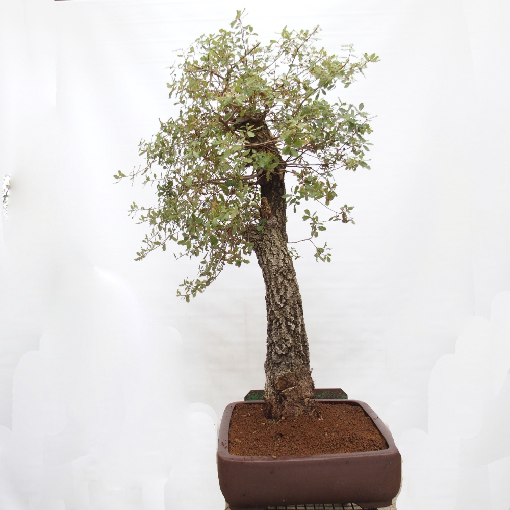 Yamadori - Quercus Ilex - Dąb ostrokrzewowy