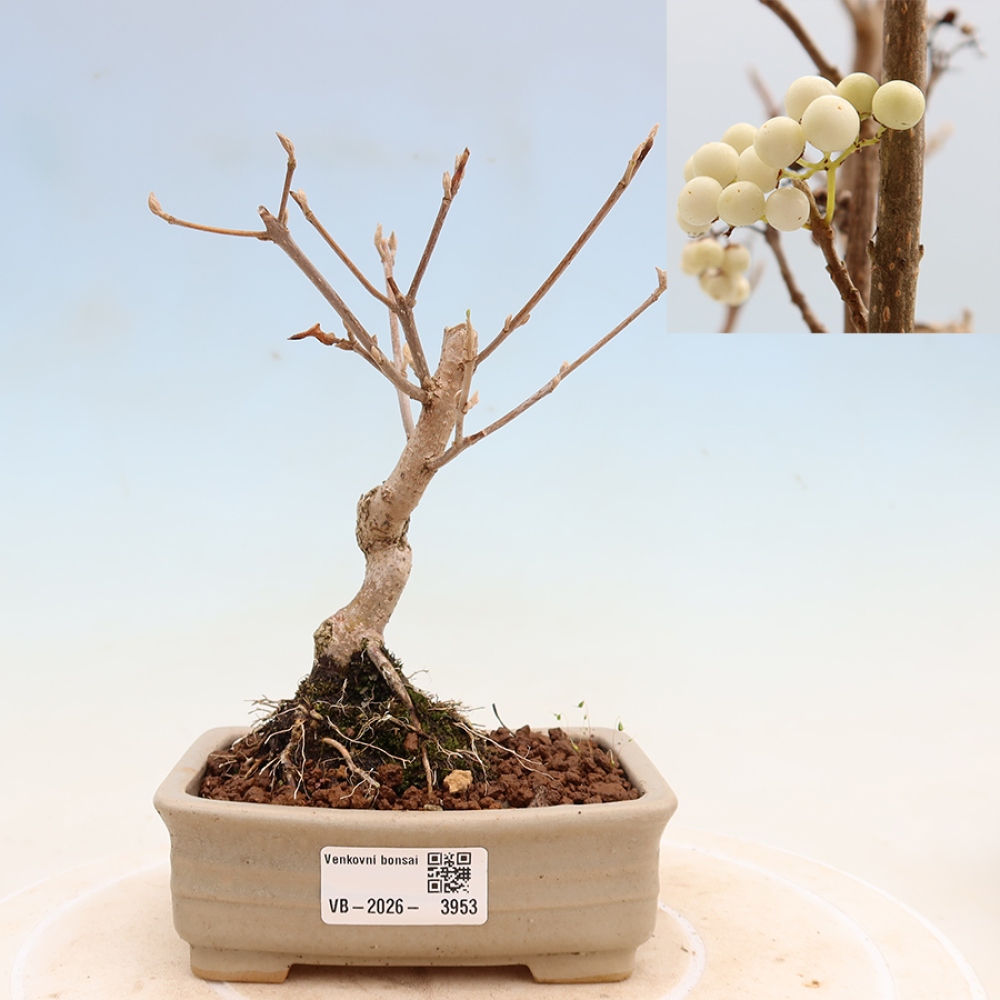 Bonsai ogrodowe – Callicarpa bodinieri Snowqueen – pięknoowocówka