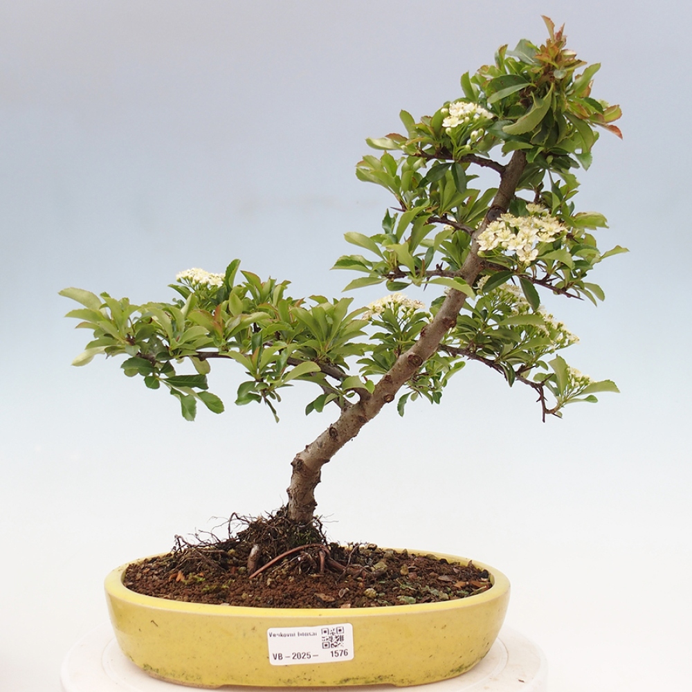 Outdoor Bonsai-Pyracanta Teton-Piekarnia