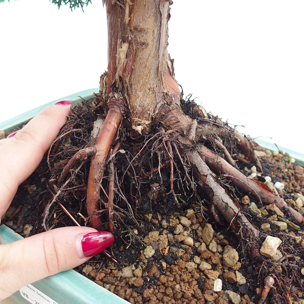 Outdoor bonsai - Juniperus chinensis Kishu - chiński jałowiec