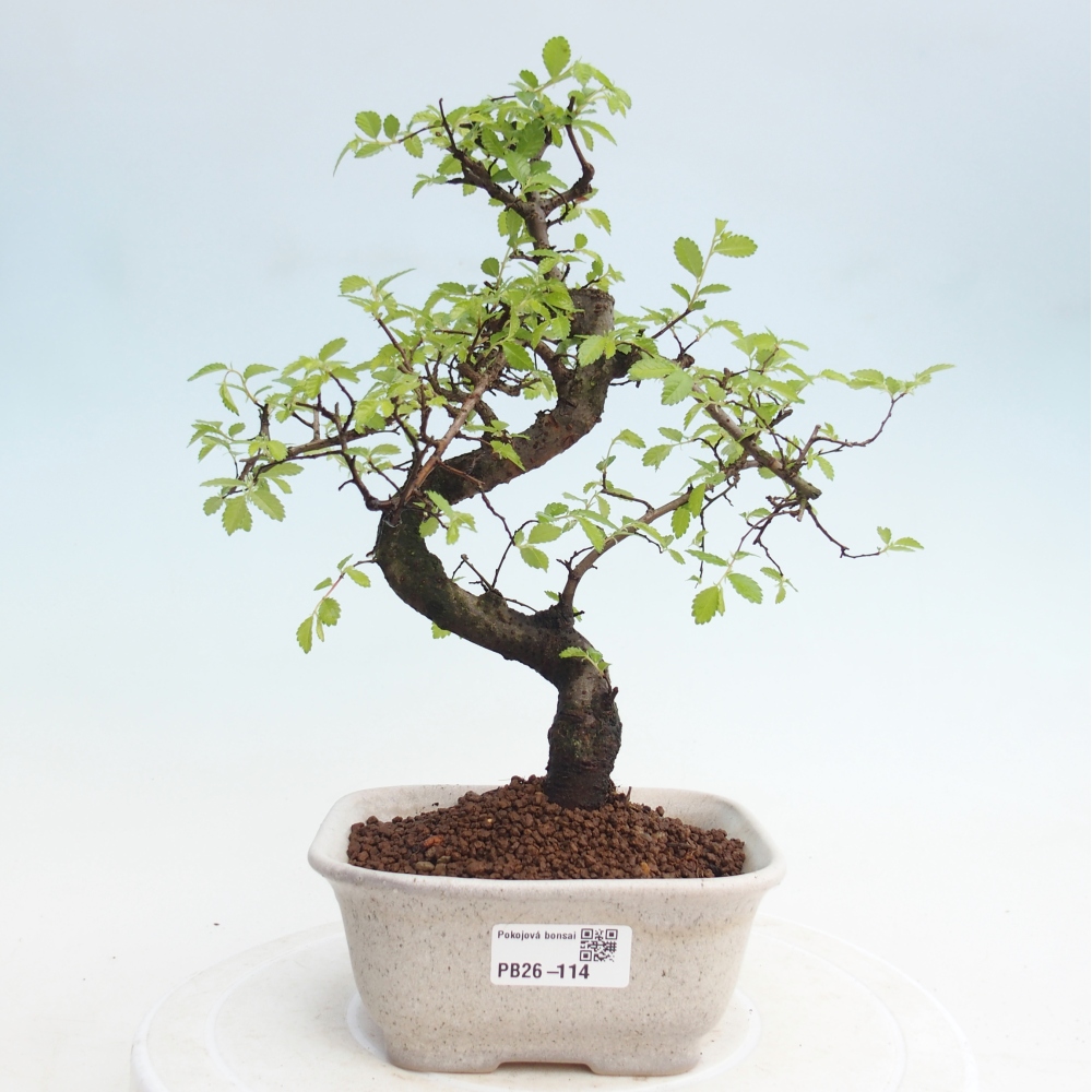 Pokój bonsai - Ulmus parvifolia - Wiąz drobnolistny