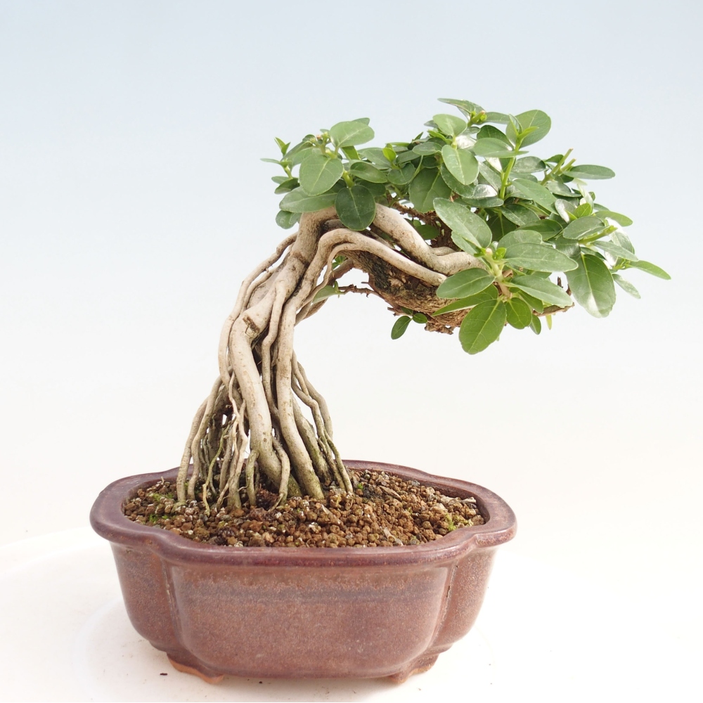 Bonsai wewnętrzne - Premna serratifolia - Kozlovon drobnolistny