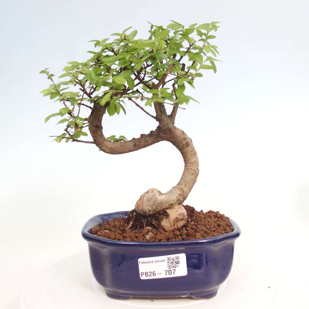 Pokój bonsai - Ulmus parvifolia - Wiąz drobnolistny