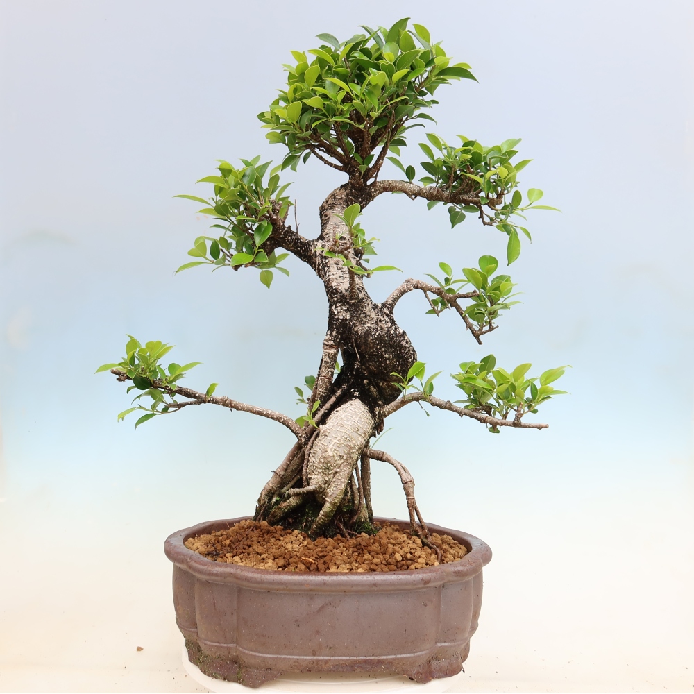 Pokój bonsai - Ficus kimmen - figowiec drobnolistny
