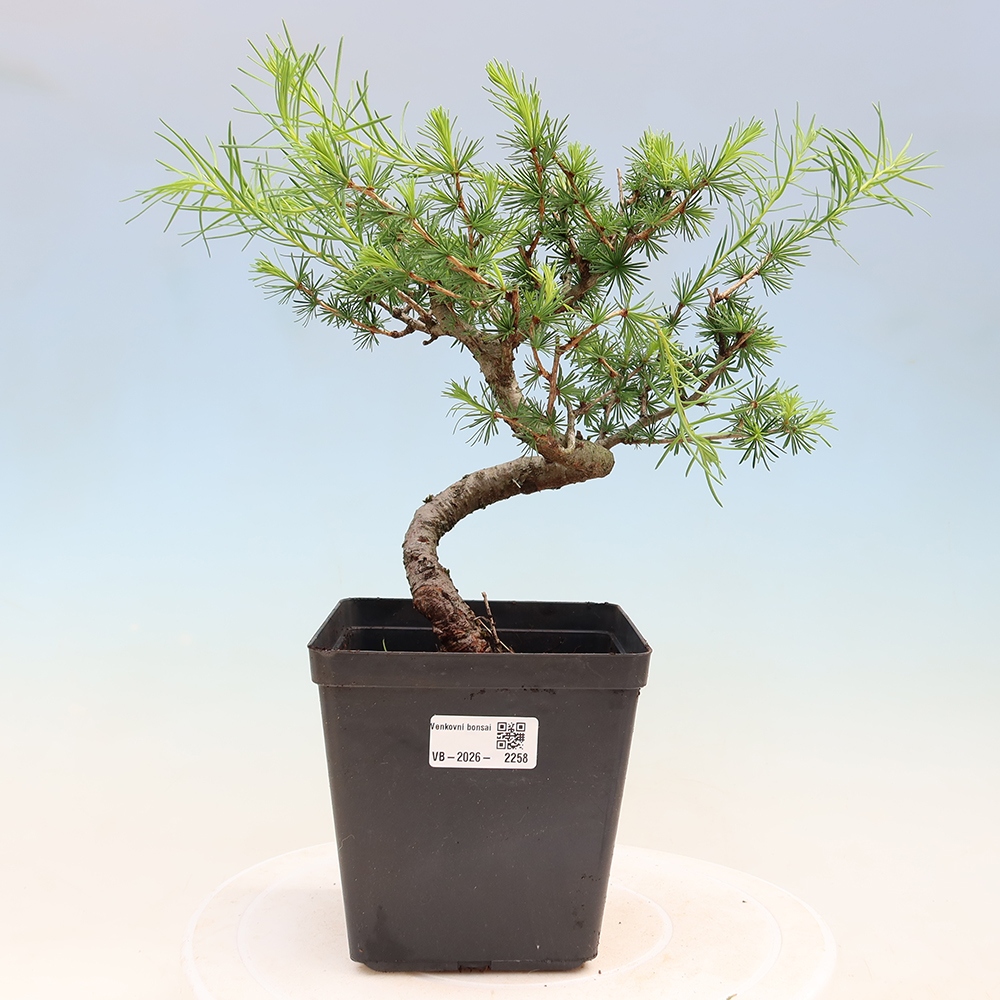 Bonsai zewnętrzne - Larix decidua - Modrzew