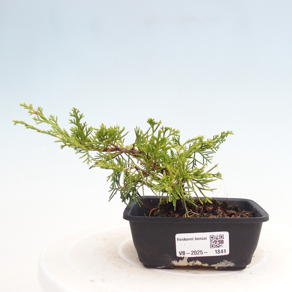 Outdoor bonsai - Juniperus chinensis Itoigawa - Jałowiec chiński