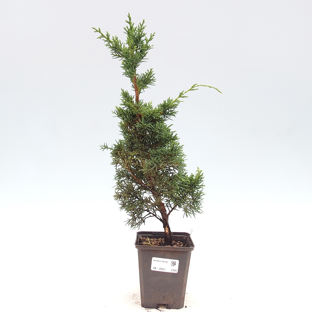 Outdoor bonsai - Juniperus chinensis Kishu - chiński jałowiec