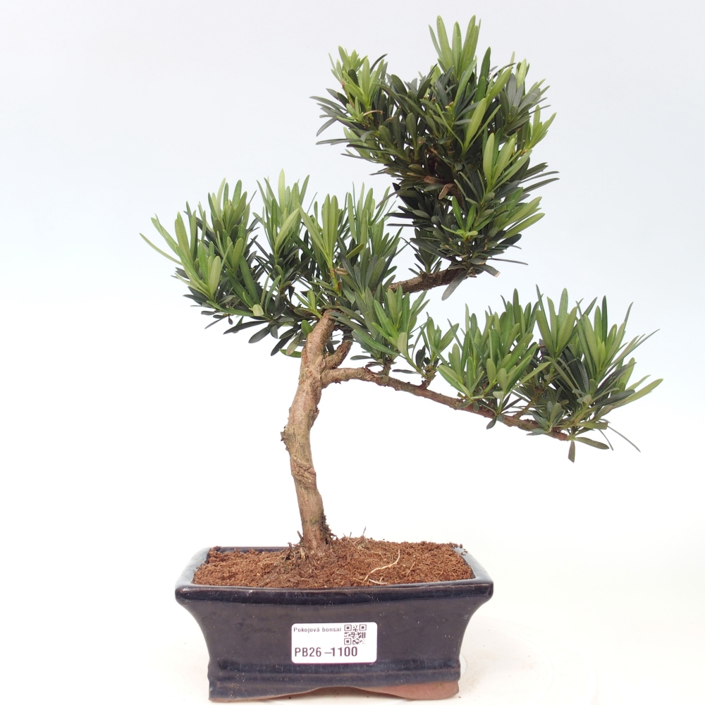 Pokój bonsai - Podocarpus - Kamienny cis