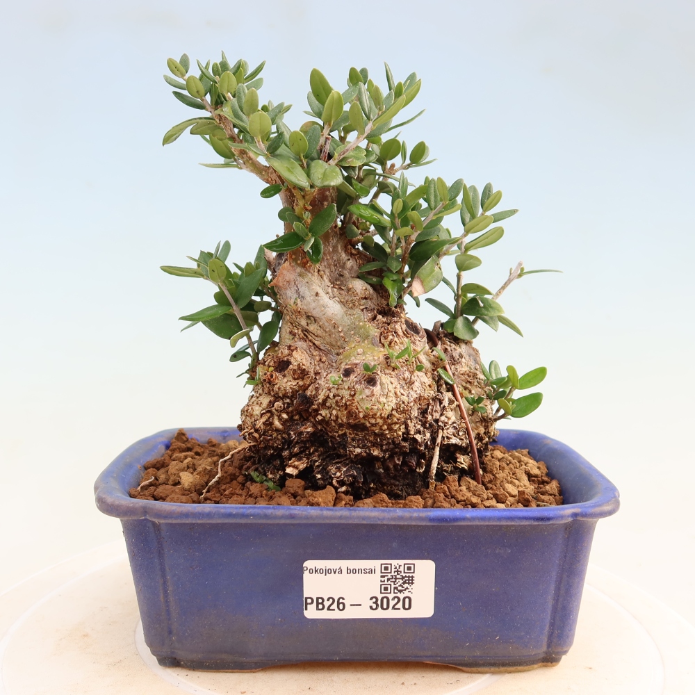 Bonsai do wnętrz - Olea europaea sylvestris