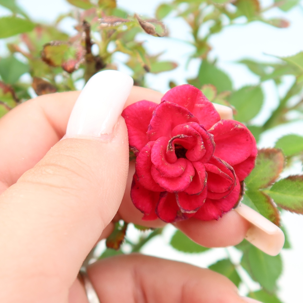 Bonsai ogrodowe – Rosa Kordes – róża