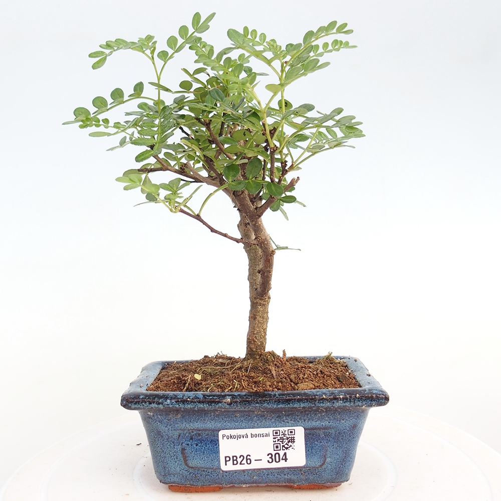 Pokój bonsai - Zantoxylum piperitum - drzewo pieprzowe