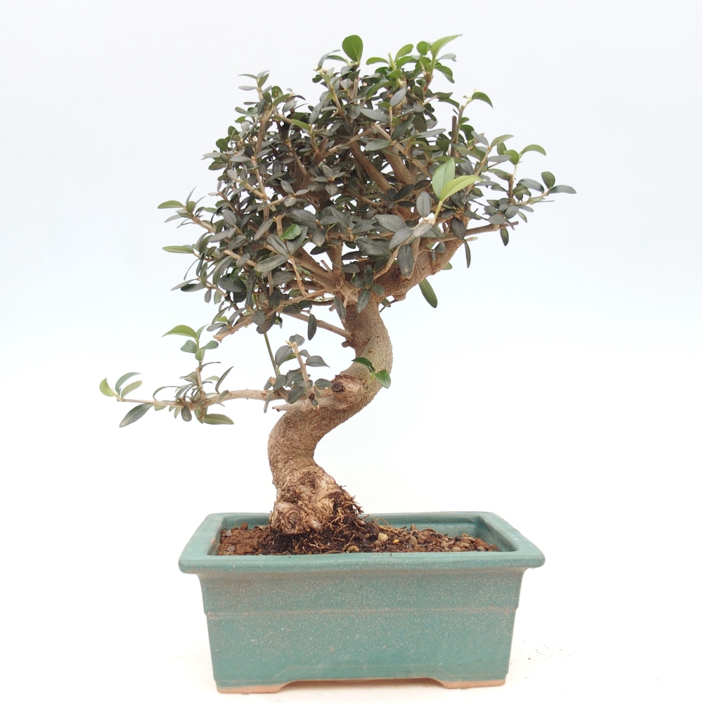 Bonsai do wnętrz - Olea europaea sylvestris