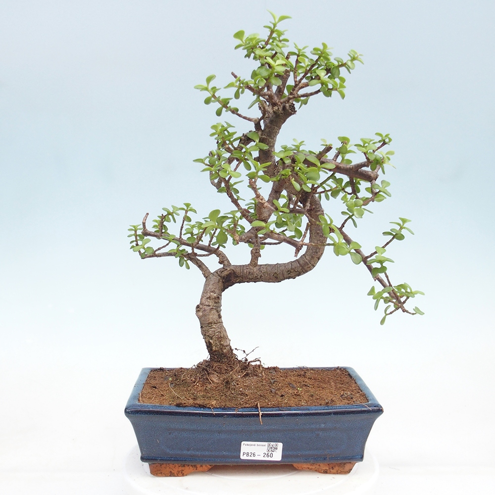 Pokój bonsai - Portulakaria Afra - Tlustice