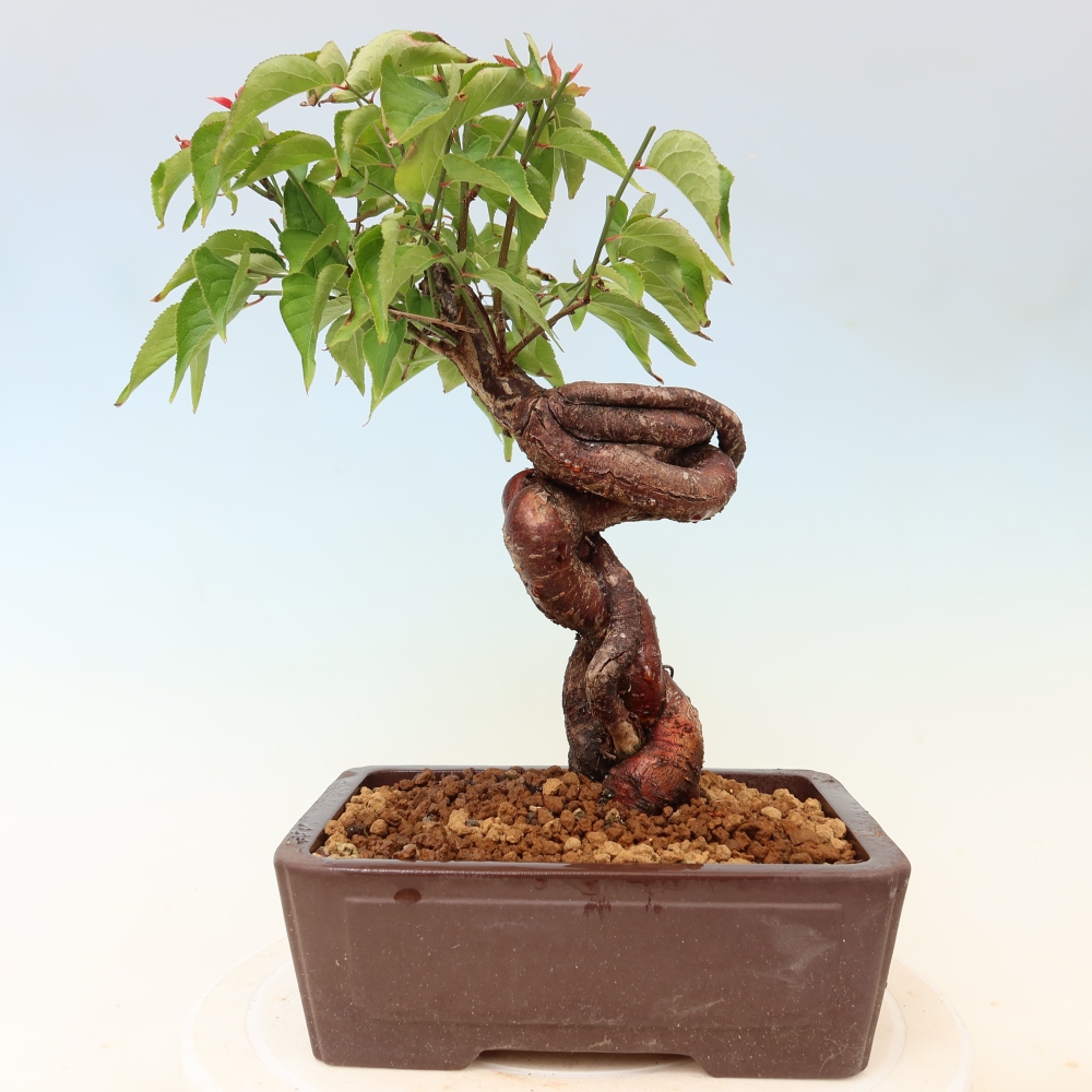 Bonsai ogrodowe – japońska śliwka – Prunus Mume