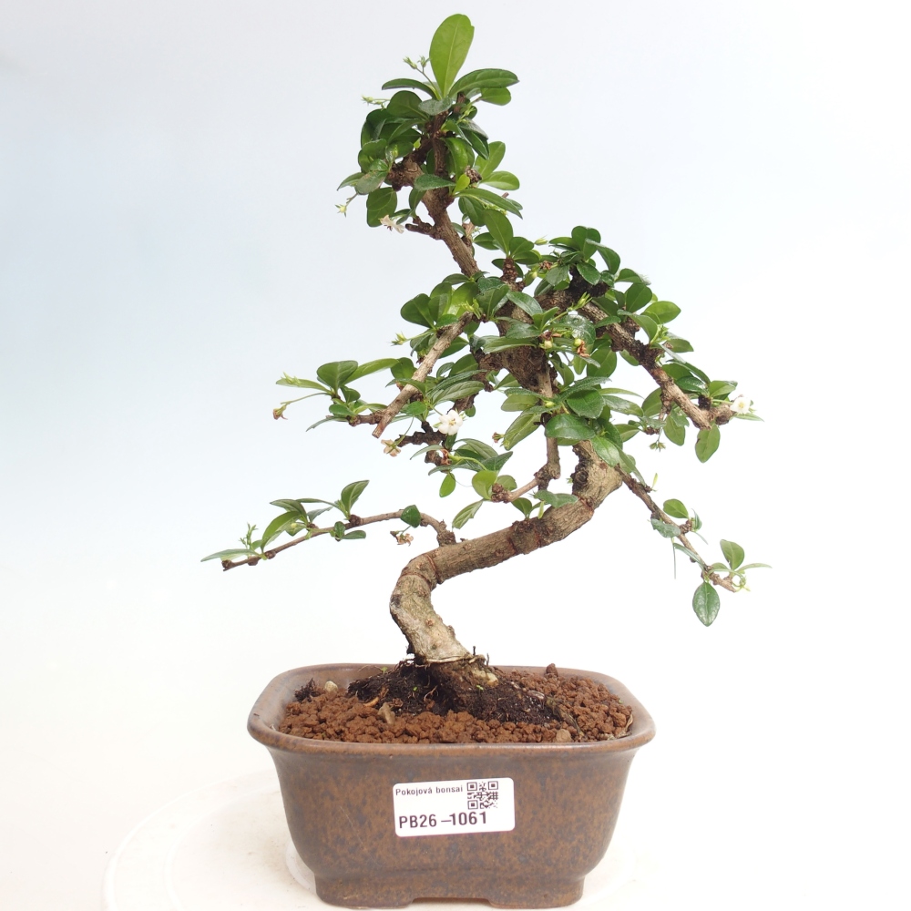 Bonsai pokojowe - Carmona macrophylla - Tea fuki