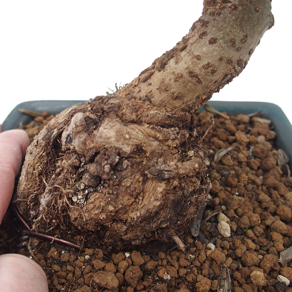 Bonsai do wnętrz - Olea europaea sylvestris