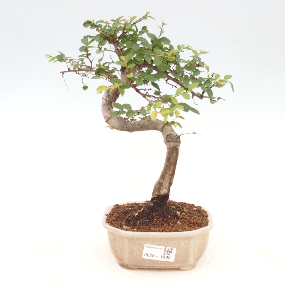 Pokój bonsai - Ulmus parvifolia - Wiąz drobnolistny