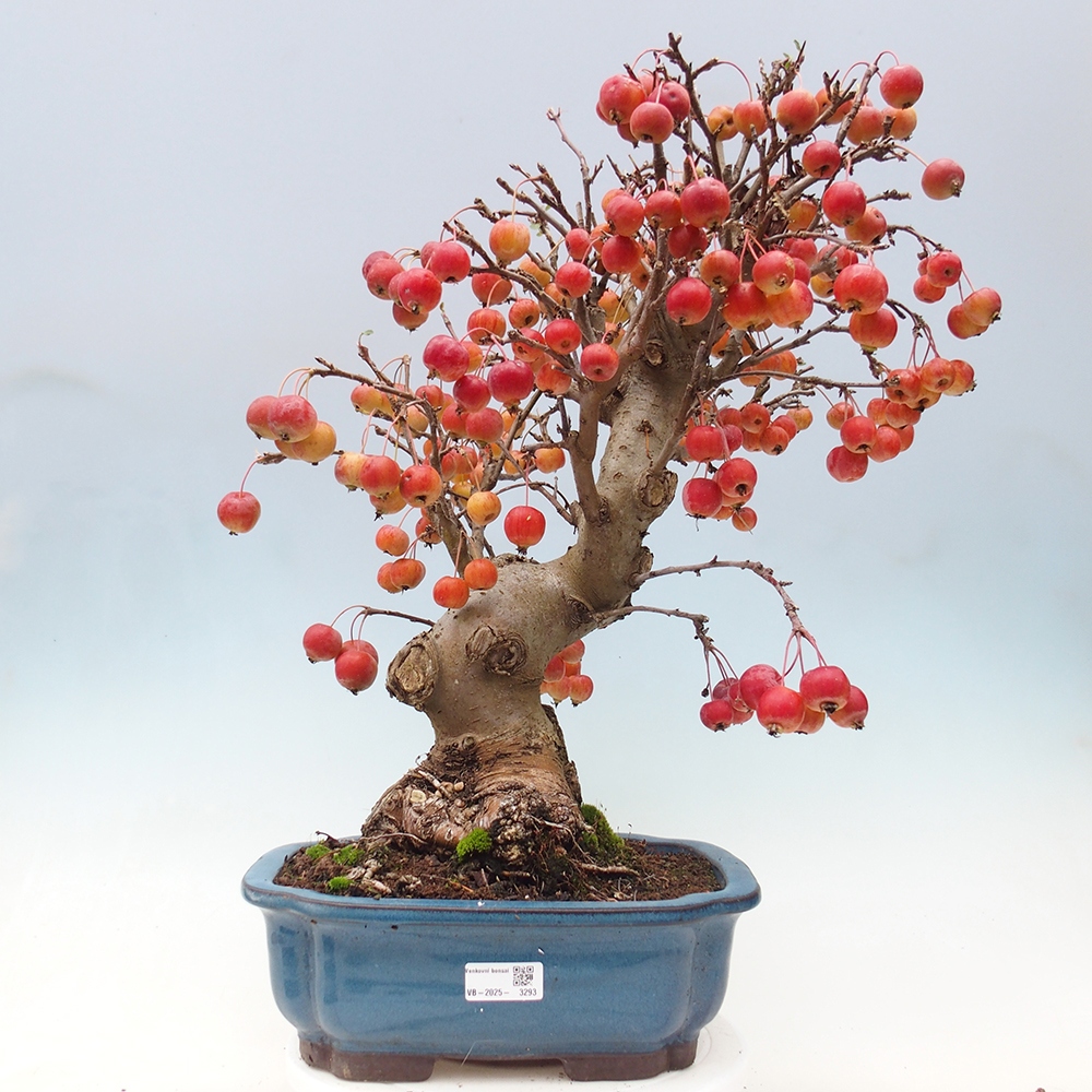 Bonsai plenerowe - Malus Halliana - Jabłoń drobnoowocowa