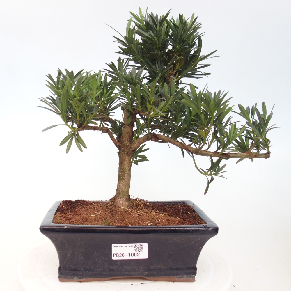 Pokój bonsai - Podocarpus - Kamienny cis