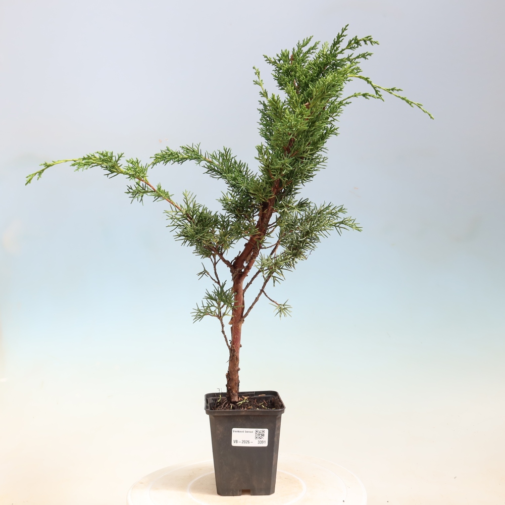 Outdoor bonsai - Juniperus chinensis Kishu