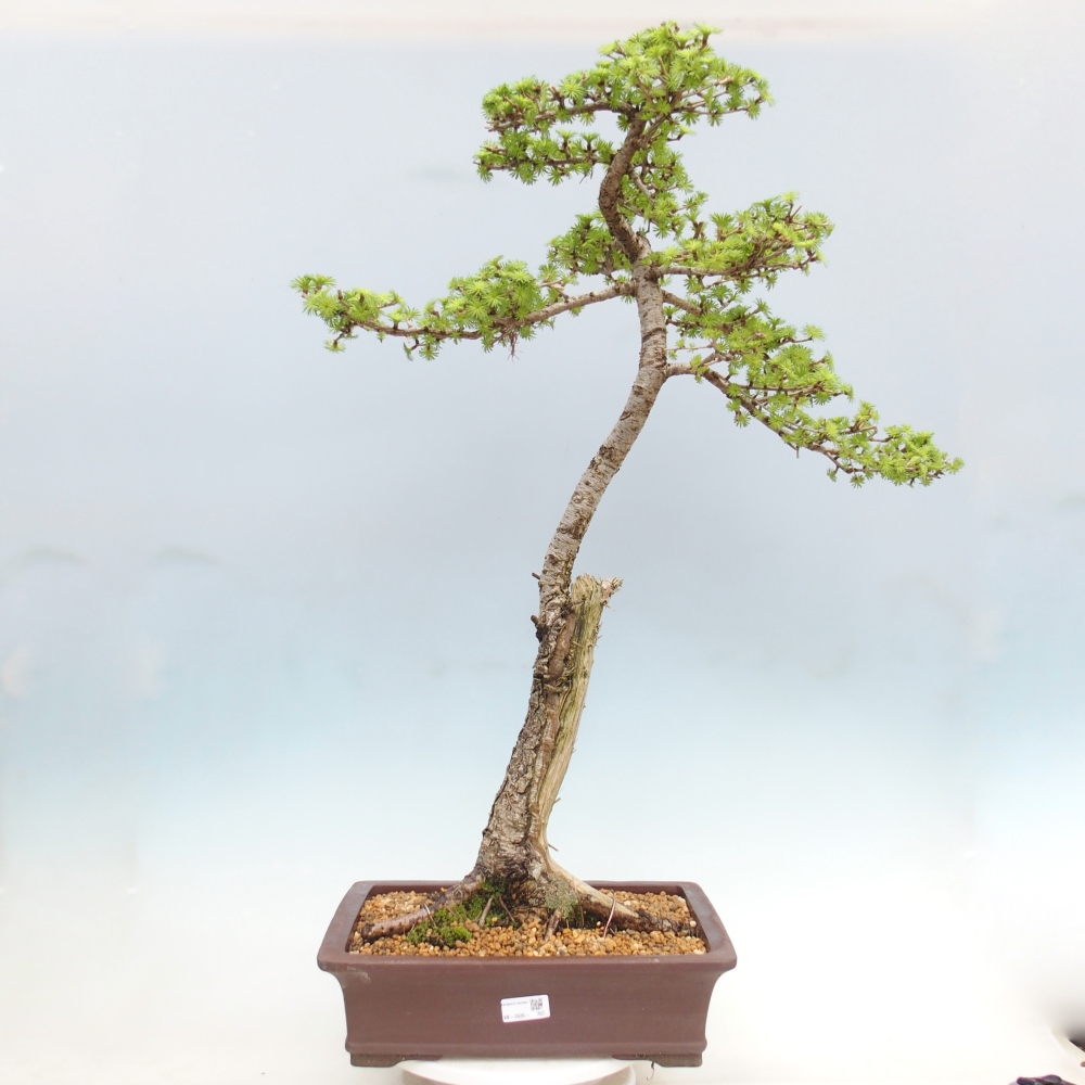 Outdoor bonsai -Larix decidua - Modrzew - Tylko transport paletowy
