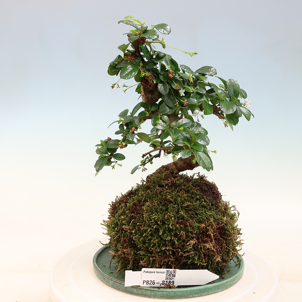 Kokedama z podstawką – Čaj-fuki – Carmona macrophylla