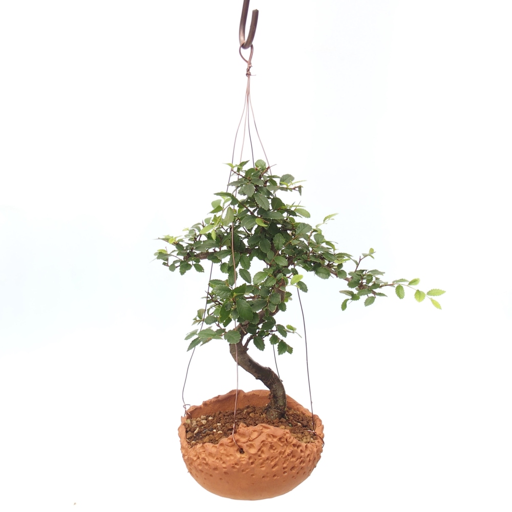 Kokedama w ceramice -Ulmus parvifolia- wiąz drobnolistny