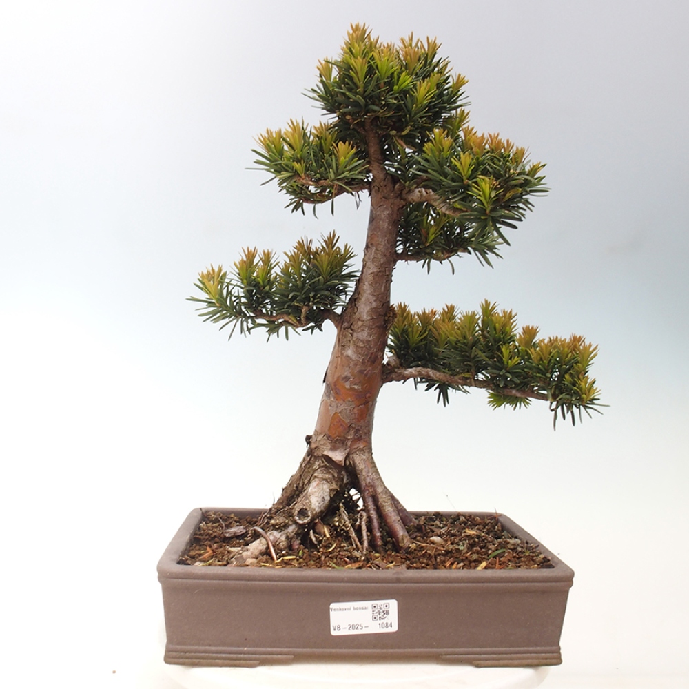 Bonsai na zewnątrz - Taxus cuspidata - cis japoński