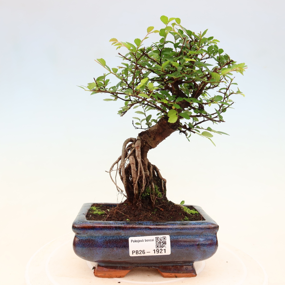 Pokój bonsai - Ulmus parvifolia - Wiąz drobnolistny