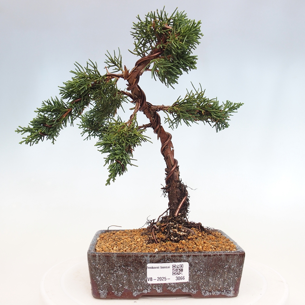 Bonsai zewnętrzne - Juniperus chinensis Kishu - Jałowiec chiński