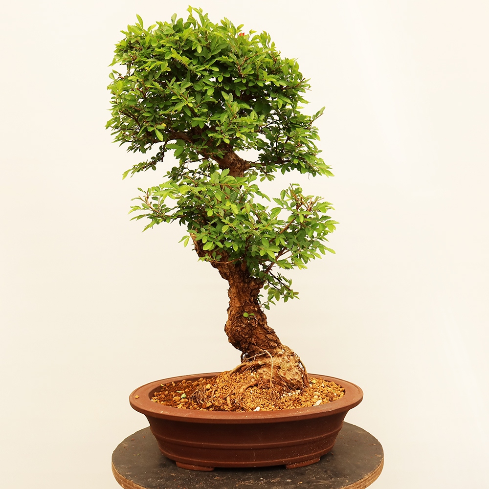 Bonsai na świeżym powietrzu - Zelkova - Zelkova NIRE