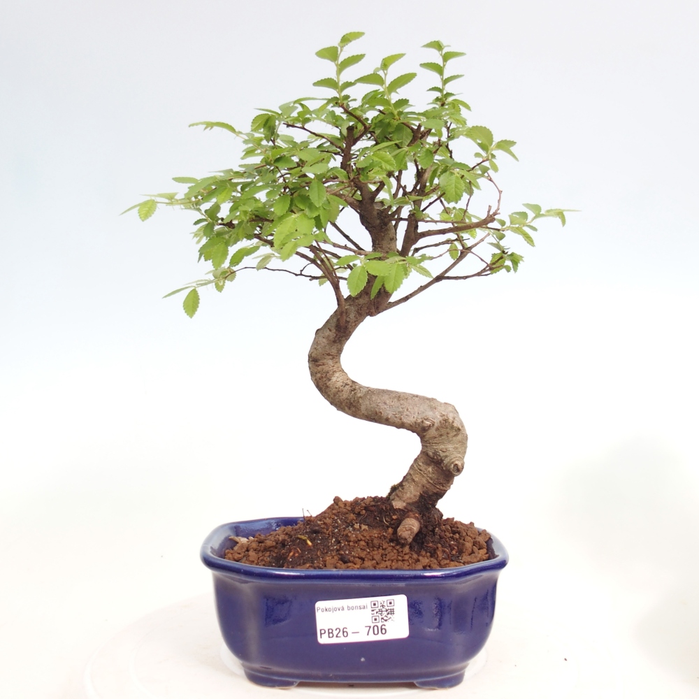 Pokój bonsai - Ulmus parvifolia - Wiąz drobnolistny