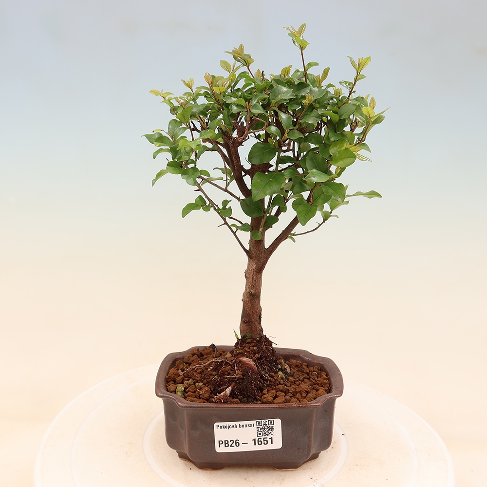 Bonsai pokojowe - Sageretia thea - Sageretia thea