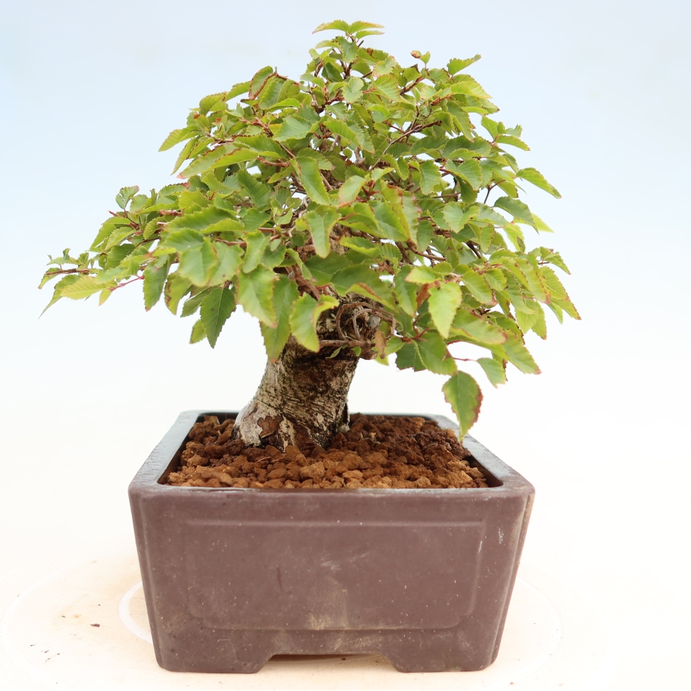 Outdoor bonsai - Carpinus coreana - grab koreański