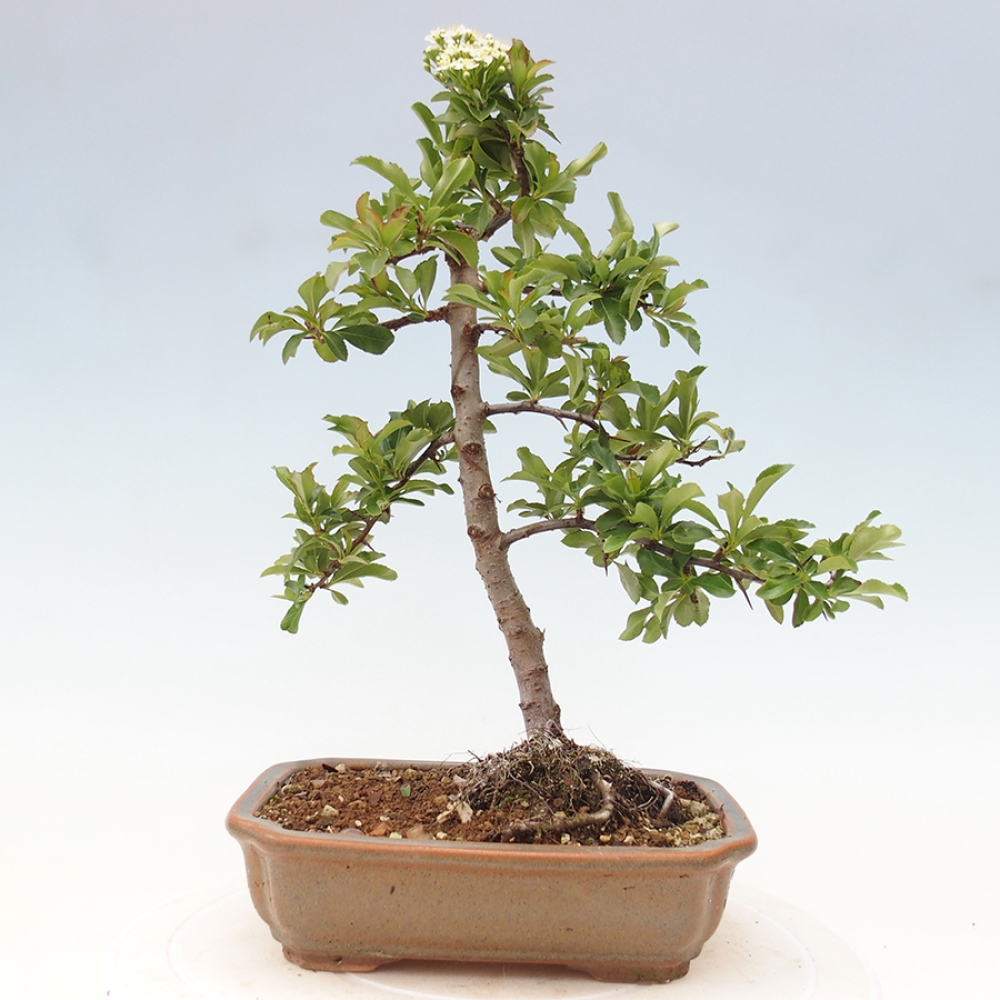 Outdoor Bonsai-Pyracanta Teton-Piekarnia