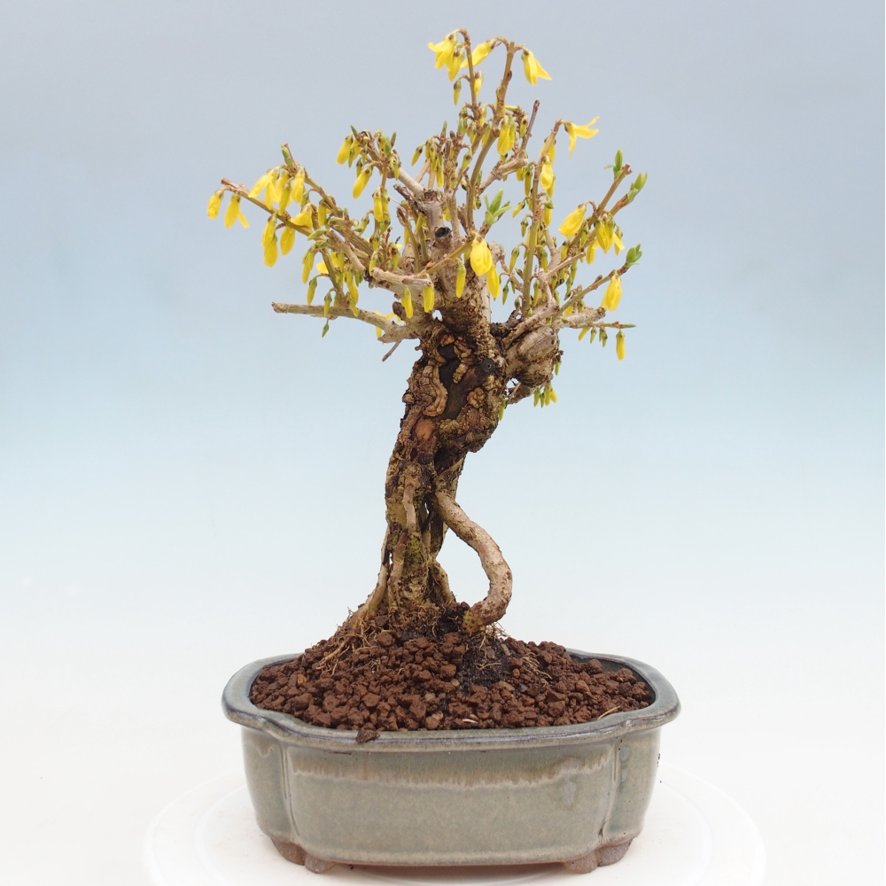 Bonsai plenerowe - Forsythia - Forsythia koreana
