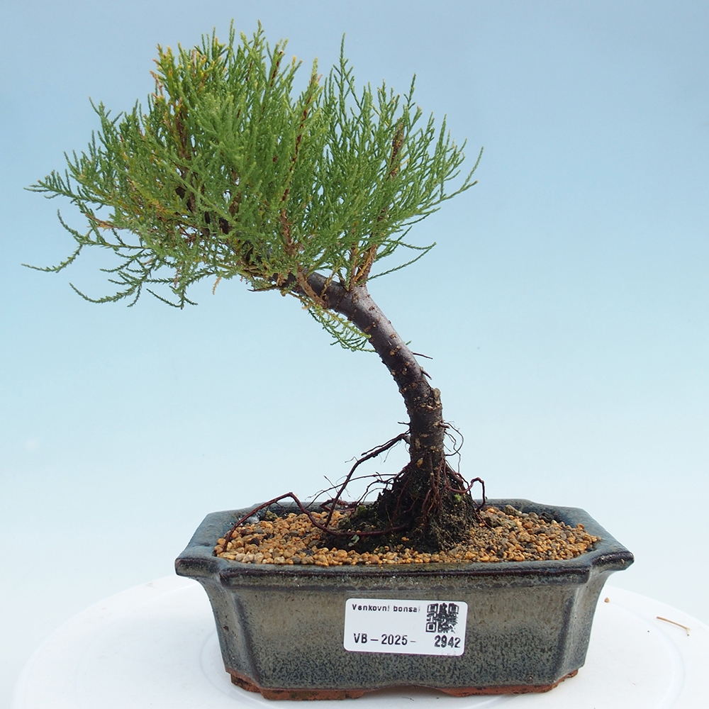 Bonsai na zewnątrz - Tamarix - Tamarix