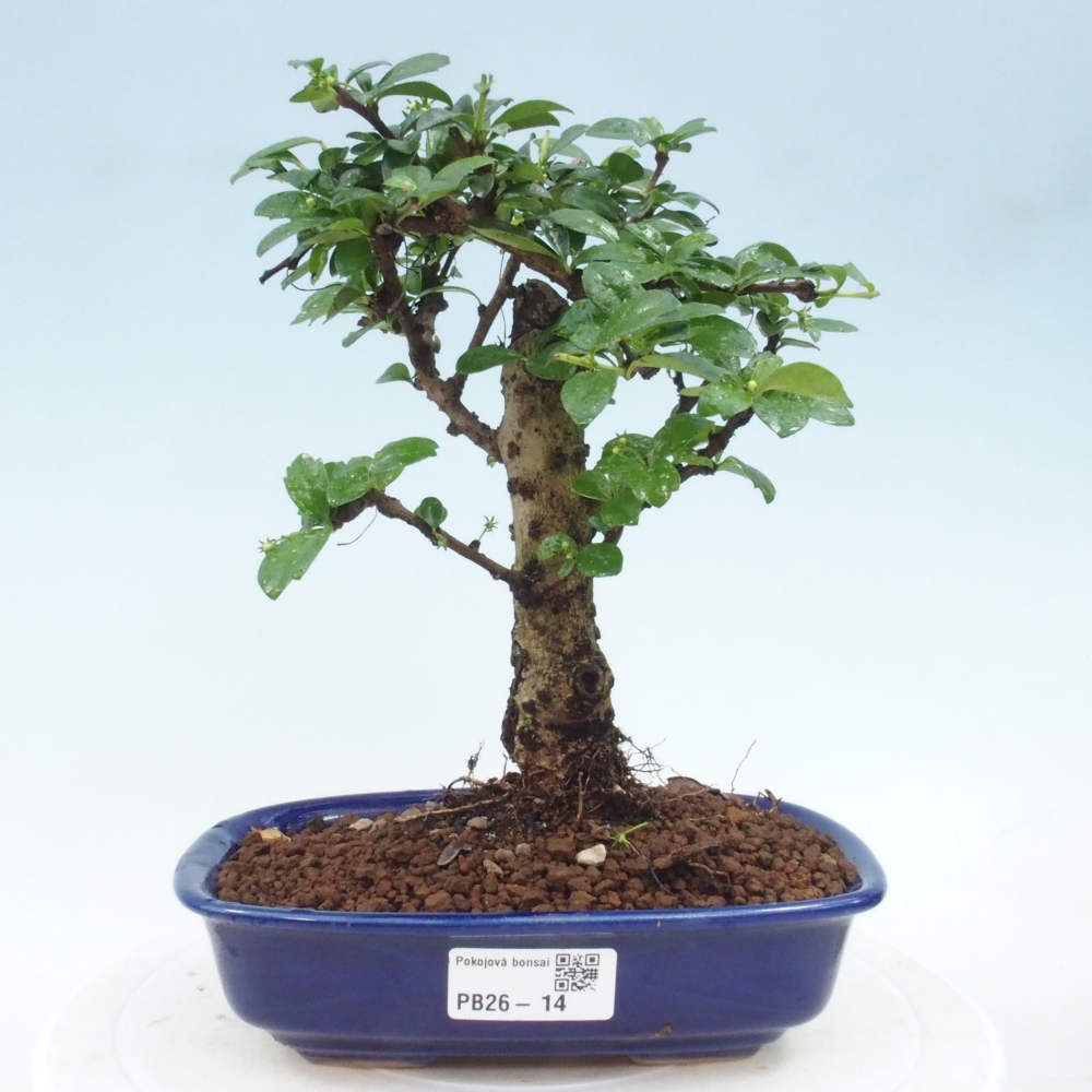Bonsai pokojowe - Carmona macrophylla - Tea fuki