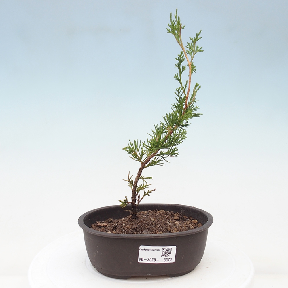 Outdoor bonsai - Juniperus chinensis Itoigawa - Jałowiec chiński