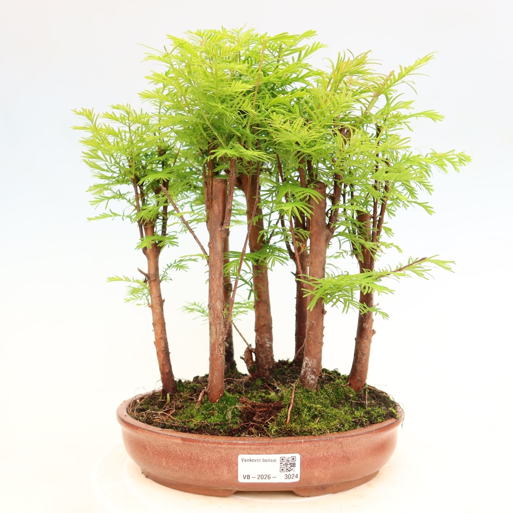 Bonsai ogrodowe – Metasequoia glyptostroboides – metasekwoja chińska – zagajnik