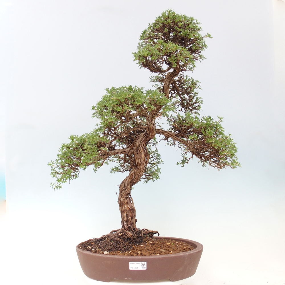 Bonsai zewnętrzne - Potentila fruticosa