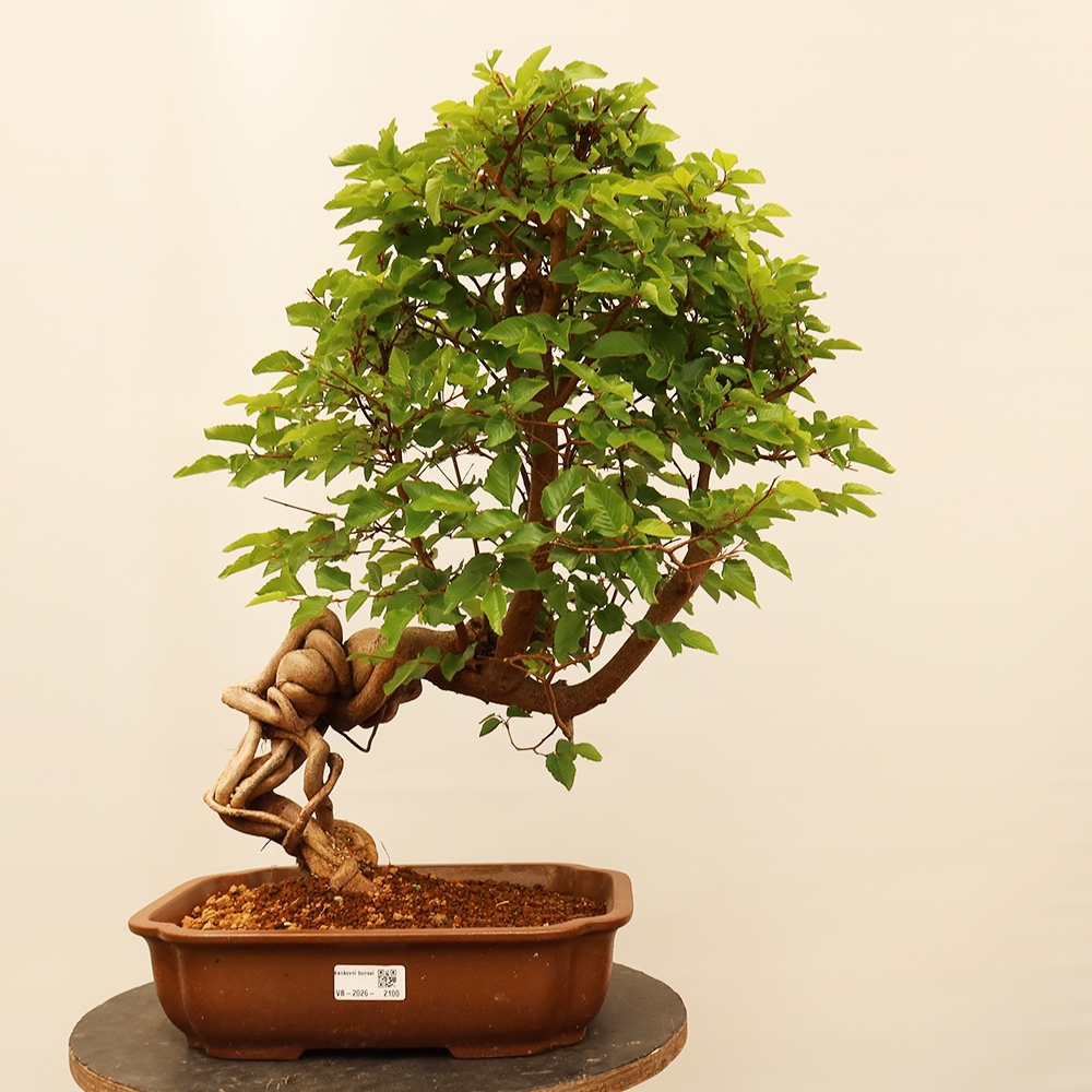 Bonsai plenerowe - Carpinus Coreana - grab koreański